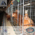 (Germany TUV Rheinland)chicken cage poultry farm design3 or 4 layer for 90 96 120chicken birds